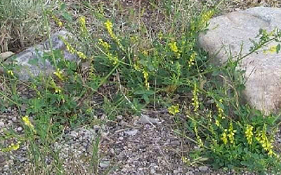a sprawling green plant with flowering yellow heads
