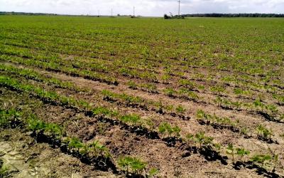 an image of a field of soybeans