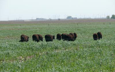 small group of cattle grazing on cover crops