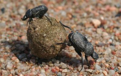 two black beetles rolling a ball of dung