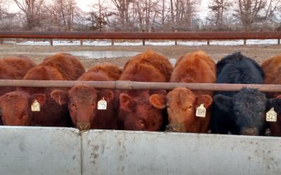 Cattle feeding in a feed bunk.