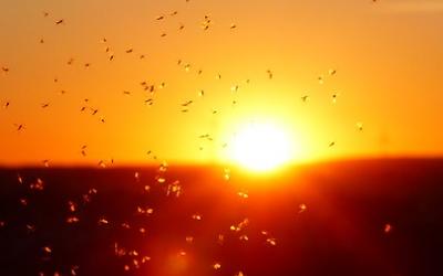 Flock of mosquitoes in front of sunset.