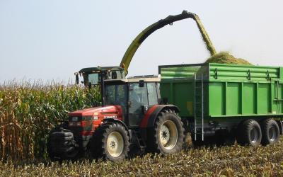 harvester chopping corn silage, depositing silage into green wagon.