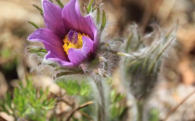 purple flower with yellow center and green, fuzzy stem