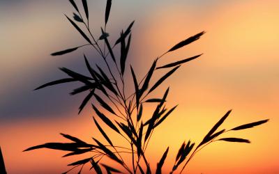 Silhouette of a plant against a blurred sunset background