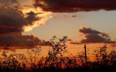 silhouette of rangeland plants against a sunset