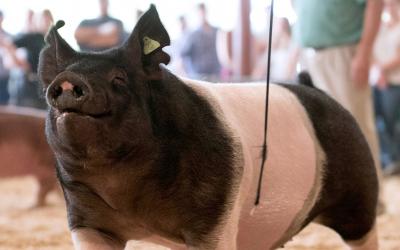 black and white pig being shown at a 4-H competition