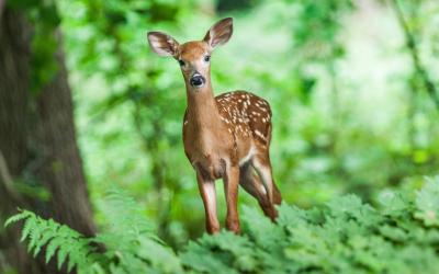 young, white-spotted deer standing in the woods