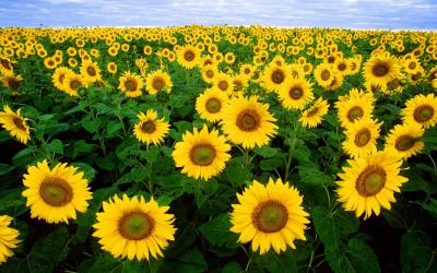 filed of sunflowers in bloom