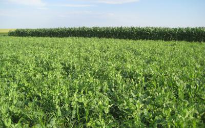 mixture of cover crops planted next to a corn field