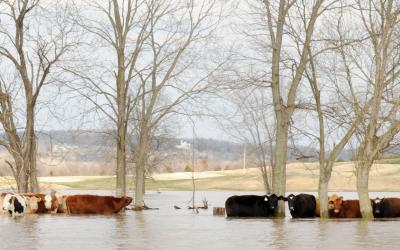 small group of cattle in a flooded pasture. FEMA News Photo