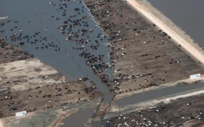 herd of cattle in a muddy feedlot with serious flooding. FEMA News Photo
