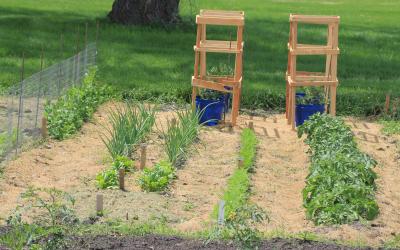 small garden plot with small rows and two wooden tomato cages
