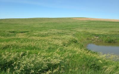 open rangeland with smooth bromegrass growing throughout