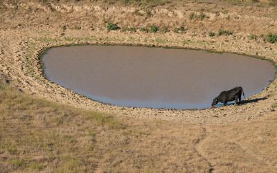 black cow drinking from a nearly empty stock pond.