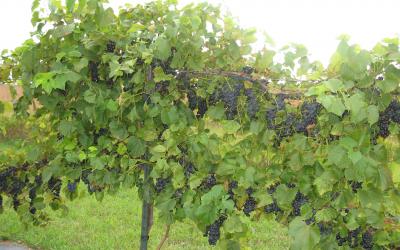 a lush, green grape vine with clusters of dark, purple grapes
