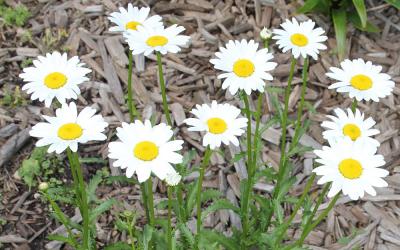 a patch of green, weedy flowers with white petals and a yellow center