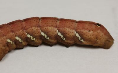 a long, worm-like caterpillar with small black spots and white markings