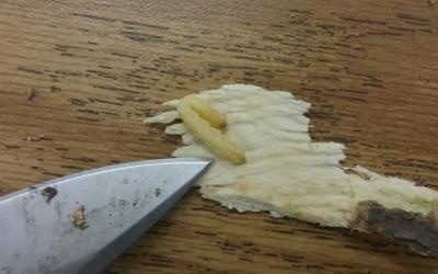 a photo of emerald ash borer larva