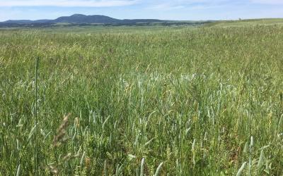 healthy rangeland with a diverse variety of grasses and plants throughout