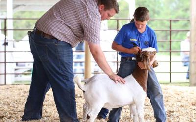 a father and son inspecting a show goat in a competition.