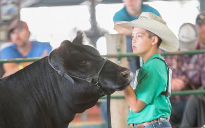 male 4-H youth showing a black beef cow