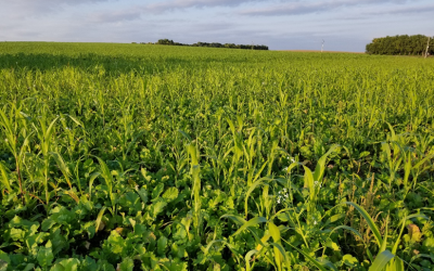 Picture shows a dense and diverse cover crop mix grown after cereal grain.  The cover crop is very green with many brassica and grass plants growing. The top third of the picture is the sky with some gray clouds.