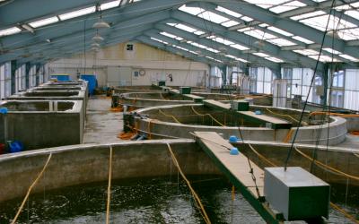 inside a licensed fish hatchery