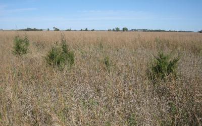 several small eastern red cedar trees growing in rangeland
