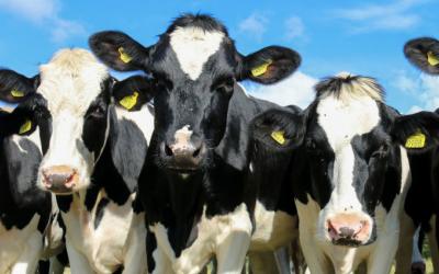small group of holstein dairy heifers