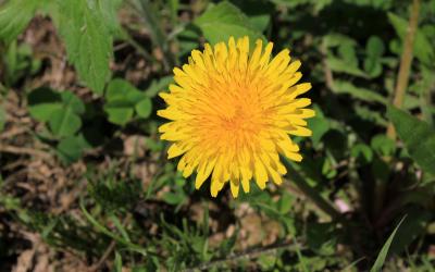 a yellow dandelion flower growing in a garden