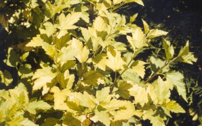 shrub with bright yellow leaves