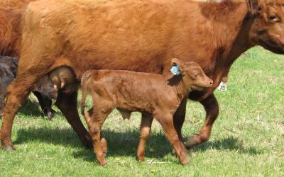 calf with mother cow in pasture