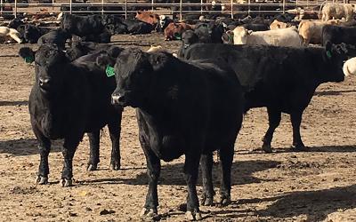 herd of mixed cattle in a dry lot