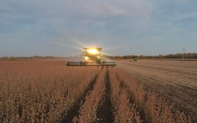 A combine harvesting soybeans at dusk.
