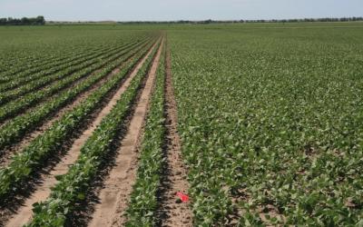 Two side-by-side field plots. The left field has corn planted, and the right has soybeans.