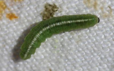 Green beetle larvae with a white stripe running down its body.