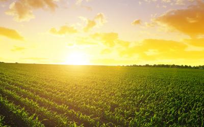 Sun rising over a vast spring landscape with green corn emerging from the soil.