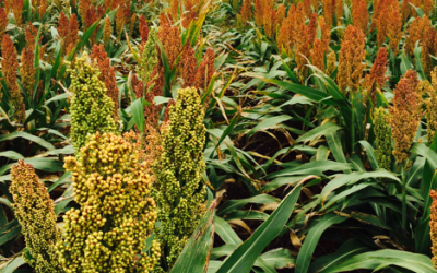 close-up view of sorghum plants in a field