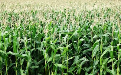 a stretching field of green corn plants
