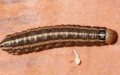 A shiny caterpillar with a light brown head, dark brown body, and three yellow stripes down the length of its back.