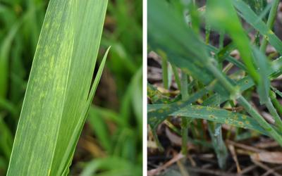 Left: A close-up of two wheat leaves showing light yellow streaks, a symptom of wheat streak mosaic virus. Right: Winter wheat leaves with small dark brown lesions surrounded by a yellow halo, a symptom of tan spot.