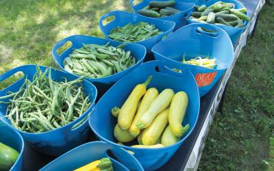 Variety of fresh vegetables in blue plastic totes on a table at a farmers market.