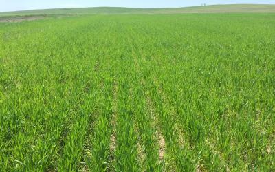 A field of green winter wheat.
