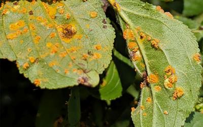 Green leaves on a buckthorn tree covered with crusty spots of bright orange crown rust inoculum.