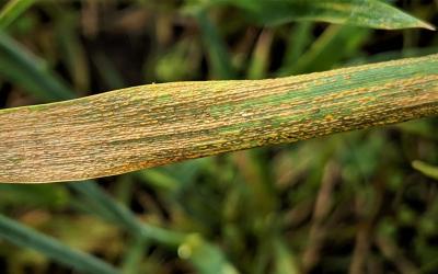 Wheat blade exhibiting brown, crusting strip rust pustules running laterally throughout the blade.