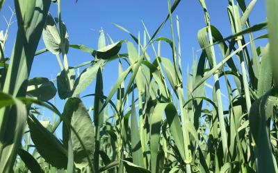 A green cover crop mixture grows on a calm day; mainly consisting of oats and peas.