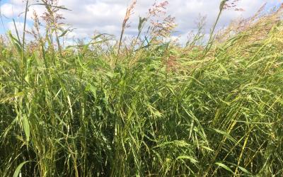 A tall, grassy, warm-season cover crop blend grown in Central South Dakota.