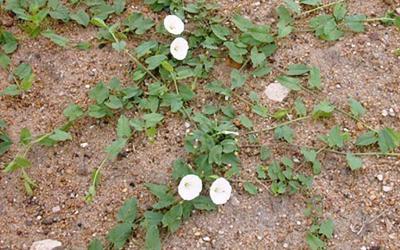 a green, vine-like plant with white flowers growing across a patch of brown, sandy soil.