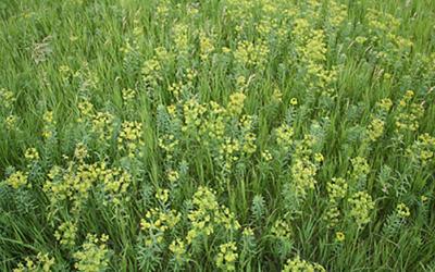 A thick patch of yellow, flowering leafy spurge plants growing in a pasture.